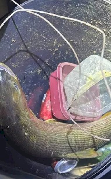 Pescador é flagrado com dourado e acaba multado em R$ 5,5 mil