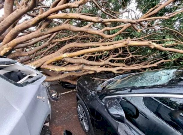 Árvore cai e causa estragos em três carros no estacionamento do aeroporto de Campo Grande