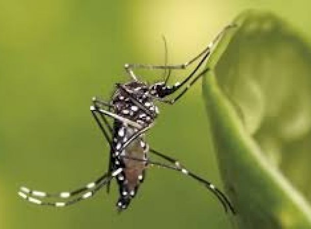 Secretaria de Saúde confirma 6 casos de chikungunya em Caarapó