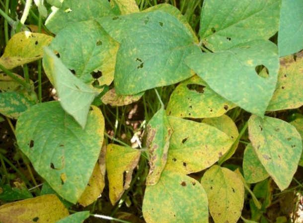 Caarapó registra focos de ferrugem asiática e acende alerta no campo; No estado já são 70 ao todo