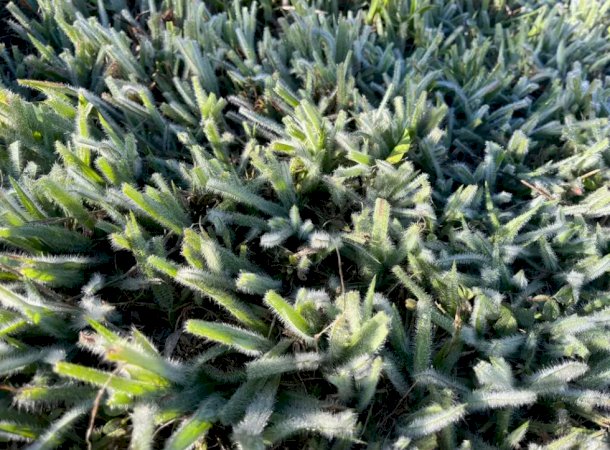 Caarapó registra 3°C e entra na lista de municípios atingidos por geada em Mato Grosso do Sul