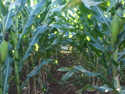 Mato Grosso do Sul deve colher 8,9 mil toneladas de grãos