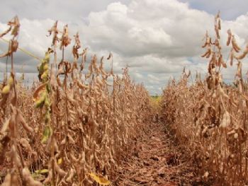 Colheita de soja chega a 77% e milho safrinha atinge 63% da área prevista