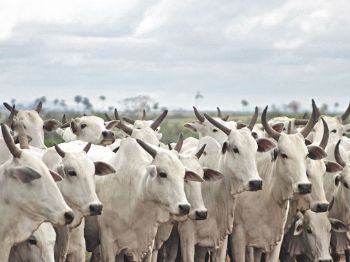 Criadores de Nelore de Caarapó preparam animais que serão avaliados na Expogrande 2015