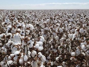 MS já colheu 20% do algodão plantado e estima 54,6 mil toneladas
