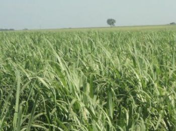 Mato Grosso do Sul deve  ampliar produção de etanol em 22,9%