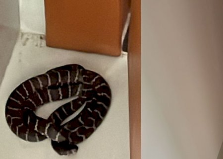 Diarista leva susto ao encontrar cobra jararaca em casa de jornalista em MS