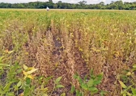 Governo Federal reconhece emergência em 33 municípios de MS por estiagem; Caarapó é um deles