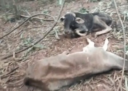 Produtor rural é multado em R$ 330 mil por deixar centenas de animais desnutridos