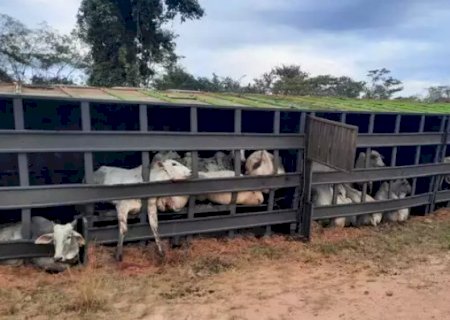 Desgovernado, caminhão carregado com bois tomba e 12 animais morrem