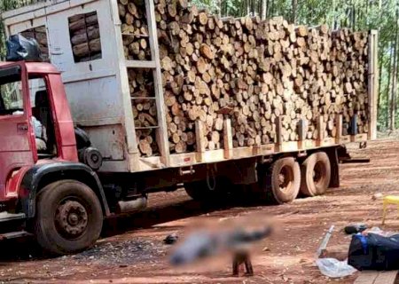 Trabalhador sobe em caminhão de lenha e morre ao encostar em fio de alta tensão