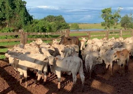 Avaliados em R$ 300 mil, bois roubados de fazenda em MS são localizados em Goiás