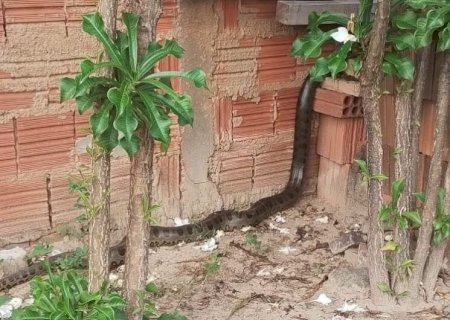 Jararacuçu-do-brejo de 2 metros é encontrada em cano dentro de residência
