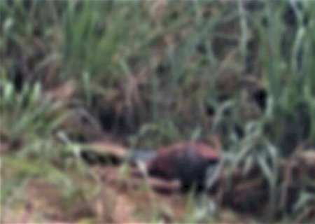 Homem &eacute; encontrado morto &agrave;s margens de rodovia com ferimentos de faca