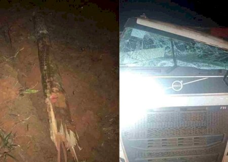 Tronco de eucalipto se solta de carreta e mata motorista em MS
