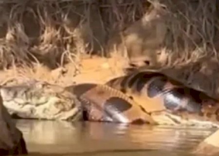 Sucuri gigante dá ‘abraço da morte’ em jacaré em rio de Mato Grosso do Sul