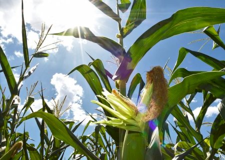 Pesquisa e adoção de tecnologias impulsionaram salto na produção no milho safrinha em MS