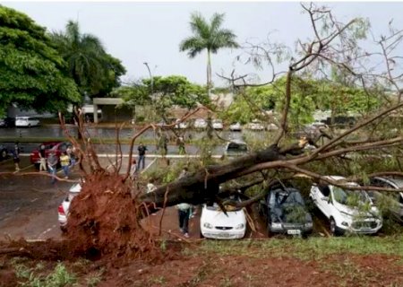 Árvore despenca sobre carros no estacionamento do Hospital Regional de Campo Grande