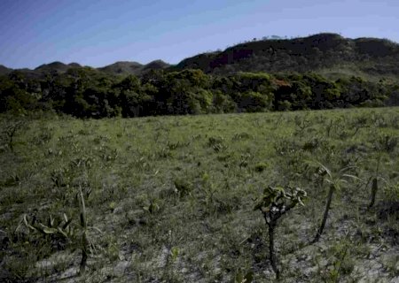 MS é o segundo que mais perdeu vegetação nativa de Cerrado do Brasil