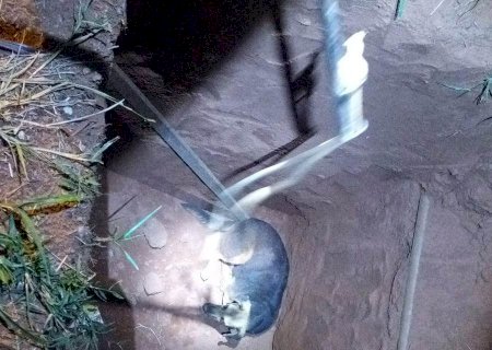 Bombeiros resgatam cachorro que caiu em fossa em Caarapó