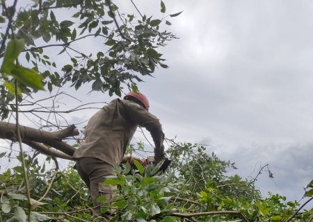 Corpo de Bombeiros é acionado para remover árvore que caiu sobre residência em Caarapó