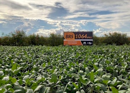 Embrapa lança novas cultivares de soja e promete produtividade