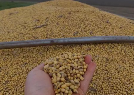 Safra agrícola cai 12% em março; IBGE prevê 24,9 milhões de toneladas para o MS