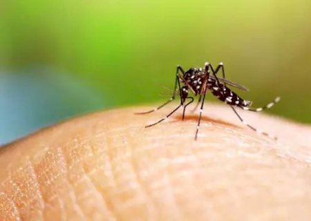 MS já registra 14 mortes por dengue este ano, calcula boletim