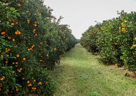 Com R$ 500 milhões em investimentos, MS pode se tornar polo na produção de laranjas