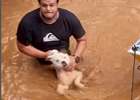 Mais de 11 mil animais afetados pelas enchentes no RS foram resgatados