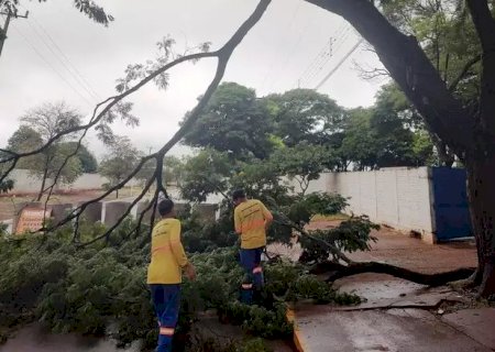 Chuva com vento derrubou árvores e deixou 11 bairros sem luz em Dourados