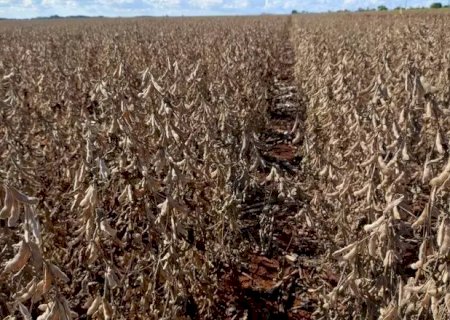 Caarapó e vários municípios de MS tiveram produtividade da soja abaixo da média; a queda foi uma das piores em 10 anos