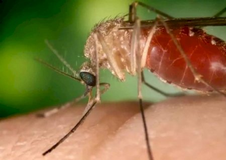 Com 5 mil casos no país, crescimento da febre Oropouche acende alerta em Mato Grosso do Sul