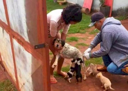 SES-MS repassa R$ 1,9 milhão para cidades vacinarem cães e gatos contra raiva