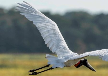 Avistar Brasil: MS participa do maior evento de observação de aves da América Latina