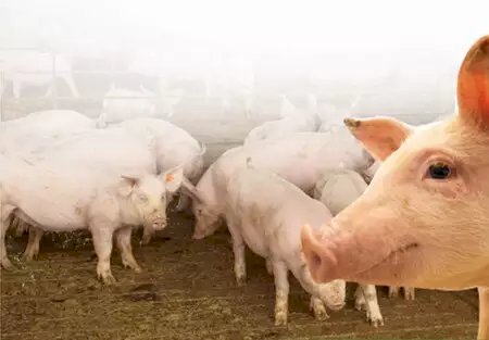 MS ultrapassa MT e ocupa 5ª posição no ranking nacional da suinocultura