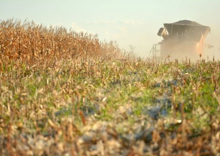 Seca já destruiu 35% da área plantada de milho no Estado