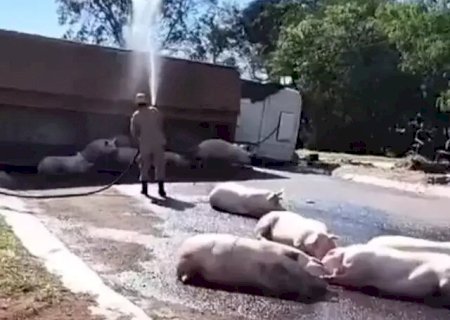 Carreta com porcos tomba, animais morrem e motorista fica ferido em Dourados