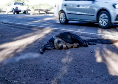Atropelados, animais mortos fazem de rodovias de MS cemitérios a céu aberto