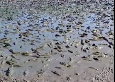 Transformada em lamaçal pela seca, baía no Pantanal faz peixes agonizarem até a morte