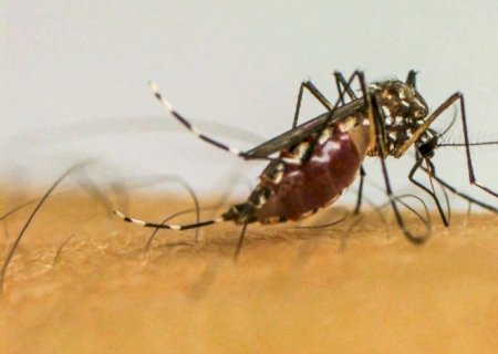 Com 6,3 milhões de casos prováveis, Brasil lidera ranking de dengue