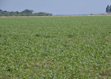 MS tem 6,1 milhões de hectares de pastagens aptas para a agricultura