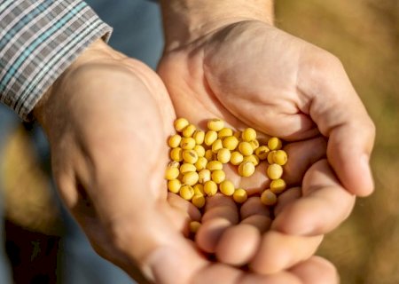 Sicredi atualiza projeções para a safra de soja e milho em Sondagem