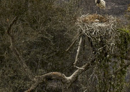 Biólogos tentam salvar fauna ameaçada pelo fogo no Pantanal