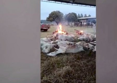 Funcionários de fazenda em MS fazem fogueira para salvar gado do frio extremo
