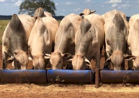 Sinergia entre agricultores e pecuaristas movimenta Mato Grosso do Sul
