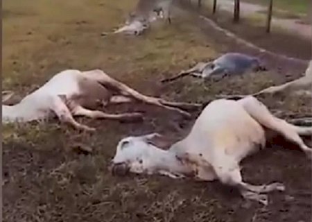 Vídeo: com sensação térmica de 8° C, gado agoniza de frio em fazenda de Tacuru