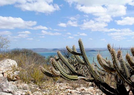 Estudo vê chance de recuperação de meio milhão de hectares de caatinga