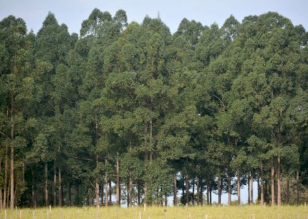 Estado deve ultrapassar 2,5 milhões de hectares com florestas de eucalipto