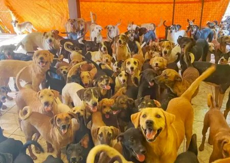 Denúncia de maus-tratos leva protetoras de animais à prisão em Campo Grande